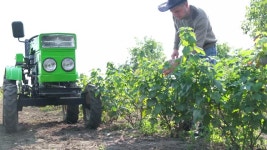 2,114 Currant Stock Footage and Video Clips in 4K and UHD - 123RF