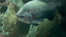 286 저울 스톡 영상 · 무비클립 · 비디오 - 123RF