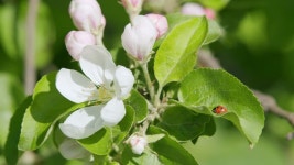 봄에는 흰 꽃이 피는 사과나무. 꽃이 만발한 사과나무. 사과나무 꽃. 사과 잎에 무당벌레입니다. 무비클립, 동영상, 영상,HD 영상, HD 비디오... 