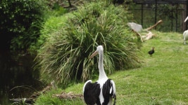 펠리컨은 물 근처에서 교전하고 이동합니다. 무비클립, 동영상, 영상,HD 영상, HD 비디오, HD 비디오클립. 무비클립 226386393