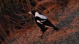 574 Magpie Stock Footage and Video Clips in 4K and UHD - 123RF