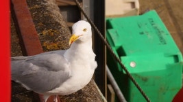 2,396 조류 관찰 스톡 영상 · 무비클립 · 비디오 - 123RF