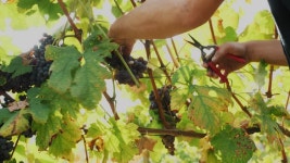 포도원의 손수 수확. 농부들이 잘 익은 포도송이를 자르고 있습니다.... 와인 생산을 위해 포도를 재배하는 농장입니다. 포도 재배. 포도나무.... 