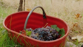 포도원의 손수 수확. 농부는 잘 익은 포도 다발을 자르고 있습니다. 와인 생산을 위해 포도를 재배하는 농장입니다. 포도 수확. 무비클립... 