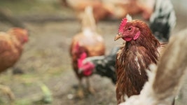 Hens Stock Footage and Video Clips in 4K and UHD - 123RF