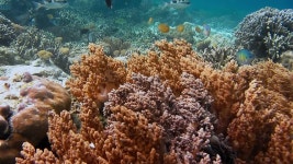 크리 섬, 라자 암팟, 인도네시아 무비클립, 동영상, 영상,HD 영상, HD 비디오, HD 비디오클립. 무비클립 188801647 다이빙 장소의 단단한 산호... 