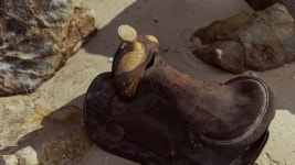 260 Roping Stock Footage and Video Clips in 4K and UHD - 123RF