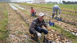 계절별 농장 노동자가 봄에 채소밭에서 말린 노란 양파 구근을 따고... 무비클립 189483356 계절별 농장 노동자가 봄에 채소밭에서 말린 노란... 