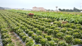 1,851 Planted Stock Footage and Video Clips in 4K and UHD - 123RF