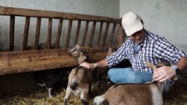 가축 농장에서 염소를 먹이는 남성 농장 노동자 무비클립, 동영상, 영상,HD 영상, HD 비디오, HD 비디오클립. 무비클립 202636896. 가축... 