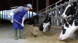 21,256 Grazing Stock Footage and Video Clips in 4K and UHD - 123RF