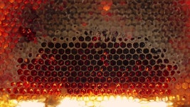 황금빛 두꺼운 벌꿀. 육각형 벌집에 신선한 꿀 프레임입니다. 벌집, 양봉, 꿀벌 농장. 천연꿀만들기, 양봉. 꿀벌 양봉장. 치료용 친환경... 