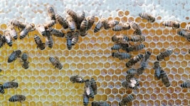 Beeswax Stock Footage and Video Clips in 4K and UHD - 123RF