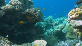 라스 모하메드 국립공원 샤름 엘 셰이크, 이집트의 수중 물고기와 산호 무비클립, 동영상, 영상,HD 영상, HD 비디오, HD 비디오클립. 무비클립... 
