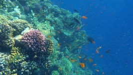 라스 모하메드 국립공원 샤름 엘 셰이크, 이집트의 수중 물고기와 산호 무비클립, 동영상, 영상,HD 영상, HD 비디오, HD 비디오클립. 무비클립... 