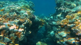 라스 모하메드 국립공원 샤름 엘 셰이크, 이집트의 수중 물고기와 산호 무비클립, 동영상, 영상,HD 영상, HD 비디오, HD 비디오클립. 무비클립... 