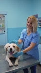 Caring vet brings comfort to a joyful dog during a checkup 무비클립, 동영상, 영상,HD 영상, HD 비디오, HD 비디오클립.... 