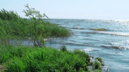 여름에는 호숫가에 바람이 많이 부는 날씨입니다. 녹색 갈대 식물이... 여름에는 호숫가에 바람이 많이 부는 날씨입니다. 녹색 갈대 식물이... 