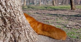 Wagging Stock Video Footage and HD Video Clips - 123RF