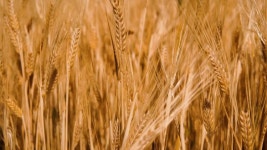 비옥한 비 후 밀밭 무비클립, 동영상, 영상,HD 영상, HD 비디오, HD 비디오클립. 무비클립 182982928