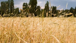 비옥한 비 후 밀밭 무비클립, 동영상, 영상,HD 영상, HD 비디오, HD 비디오클립. 무비클립 182982925