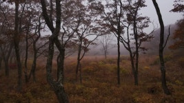 드론은 나무를 지나 숲속을 비행합니다. 안개 속의 숲. 신비로운 견해 무비클립, 동영상, 영상,HD 영상, HD 비디오, HD 비디오클립.... 
