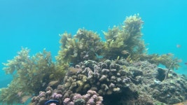 무비클립, 동영상, 영상,HD 영상, HD 비디오, HD 비디오클립. 무비클립 205604054 수중 장면: 물고기가 헤엄치는 산호와 물 위에서 흔들리는... 