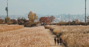 가을철 잔디밭의 하늘공원. 서울, 대한민국 무비클립, 동영상, 영상,HD 영상, HD 비디오, HD 비디오클립. 무비클립 195075108