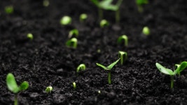 102 야채 정원 스톡 영상 · 무비클립 · 비디오 - 123RF