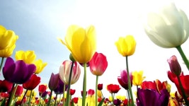 매혹적인 4K 아름다움: 만개한 아름다운 튤립 꽃 무비클립, 동영상, 영상,HD 영상, HD 비디오, HD 비디오클립. 무비클립 214398747