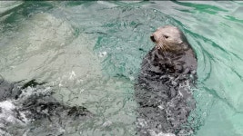 Otter Stock Footage and Video Clips in 4K and UHD - 123RF