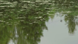 Potas #11 Royalty Free Photos, Pictures, Images and Stock Photography