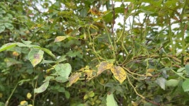 장미 잎에 검은 반점이 생겼다 무비클립, 동영상, 영상,HD 영상, HD 비디오, HD 비디오클립. 무비클립 231499536 장미 잎에 검은 반점이 생겼다