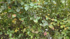 장미 잎에 검은 반점이 생겼다 무비클립, 동영상, 영상,HD 영상, HD 비디오, HD 비디오클립. 무비클립 231499537 장미 잎에 검은 반점이 생겼다