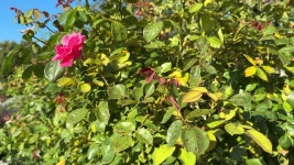 장미 잎에 갈색과 검은색 반점이 있음 무비클립, 동영상, 영상,HD 영상, HD 비디오, HD 비디오클립. 무비클립 231499547. 장미 잎에 갈색과... 