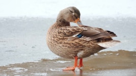 Macadam Stock Footage and Video Clips in 4K and UHD - 123RF