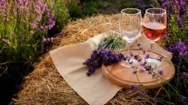 라벤더 밭에서 피크닉 와인. 선택적 초점. 무비클립, 동영상, 영상,HD 영상, HD 비디오, HD 비디오클립. 무비클립 191183091 라벤더 밭에서... 