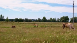 소가 농장에서 풀을 뜯고 있습니다. 선택적 초점. 무비클립, 동영상... 무비클립 218219334 소가 농장에서 풀을 뜯고 있습니다. 선택적 초점.