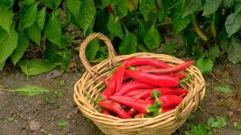 농장에서 칠리 고추 수확을 들고 있는 남성 농부. 선택적 초점. 무비클립, 동영상, 영상,HD 영상, HD 비디오, HD 비디오클립. 무비클립 218219908