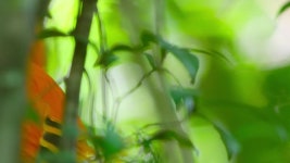 프레지덴테 피게이레도, 브라질을 닫습니다. 무비클립, 동영상, 영상,HD 영상, HD 비디오, HD 비디오클립. 무비클립 192483743