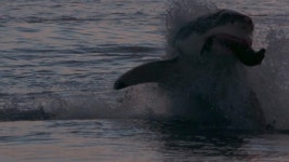 232 Carcharias Stock Footage and Video Clips in 4K and UHD - 123RF