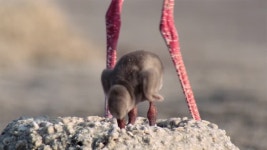 193 해치 스톡 영상 · 무비클립 · 비디오 - 123RF