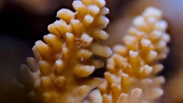 산호의 조직 내에 서식하는 미세한 식물의 시간경과로 산호에 색과 영양을 공급합니다. 무비클립, 동영상, 영상,HD 영상, HD 비디오, HD... 