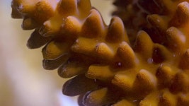 산호의 조직 내에 서식하는 미세한 식물의 시간경과로 산호에 색과 영양을 공급합니다. 무비클립, 동영상, 영상,HD 영상, HD 비디오, HD... 