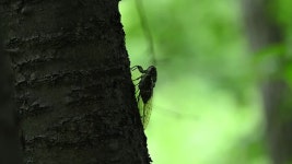 298 Chirping Stock Footage and Video Clips in 4K and UHD - 123RF