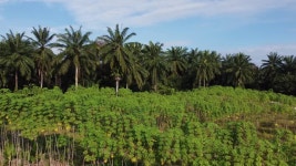 Plantation Stock Footage and Video Clips in 4K and UHD - 123RF