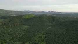 말레이시아의 언덕에 있는 공중 전망 기름야자 농장 무비클립... 무비클립 216043601 말레이시아의 언덕에 있는 공중 전망 기름야자 농장