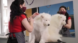 수의사는 동물병원에서 헤어드라이어로 사모예드 개의 머리카락을 말리고 있습니다. 그루밍 살롱. 무비클립, 동영상, 영상,HD 영상, HD... 