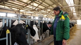 제복을 입은 남성 수의사가 대규모 현대식 낙농장의 외양간에서 소를 검사합니다. 무비클립, 동영상, 영상,HD 영상, HD 비디오, HD... 