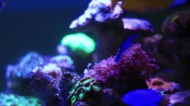 산호는 바다 장면을 배경으로 한 다큐멘터리 영화와 영화를 위한... 무비클립, 동영상, 영상,HD 영상, HD 비디오, HD 비디오클립. 무비클립... 